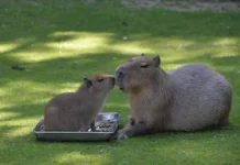 В Московском зоопарке у капибар Кузьмы и Малой появился второй мальчик v moskovskom zooparke u kapibar kuzmy i maloj poyavilsya vtoroj malchik-todey-ru-174894533600-0