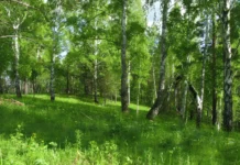 Вклад ТюмГУ и Натальи Матвеевой в Усть-Терсюкское городище с поддержкой РНФ vklad tyumgu i natali matveevoj v usttersyukskoe gorodishhe s podderzhkoj rnf-todey-ru-0