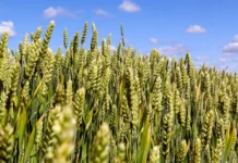 Владимир Величко делится опытом БИОС-3 и «Лунного дворца» о замкнутых биосистемах vladimir velichko delitsya opytom bios3 i lunnogo dvorcza o zamknutyh biosistemah-todey-ru-0