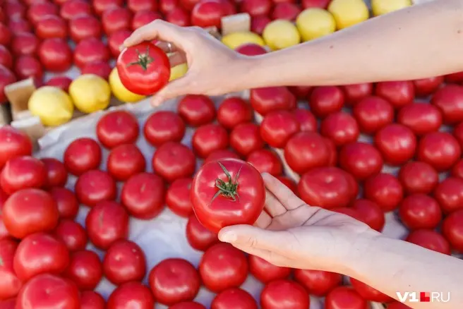 Испепеляющая жара легко может лишить огородников райского урожая | Источник: Алексей Волхонский / V1.RU