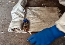 ФСБ России уничтожила хлорпикрин в Ильинке, разоблачив схрон ВСУ fsb rossii unichtozhila hlorpikrin v ilinke razoblachiv shron vsu-todey-ru-0