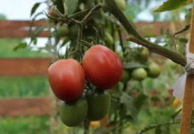 Илья Рыбальченко делится полезными секретами для сохранения овощей ilya rybalchenko delitsya poleznymi sekretami dlya sohraneniya ovoshhej-todey-ru-0