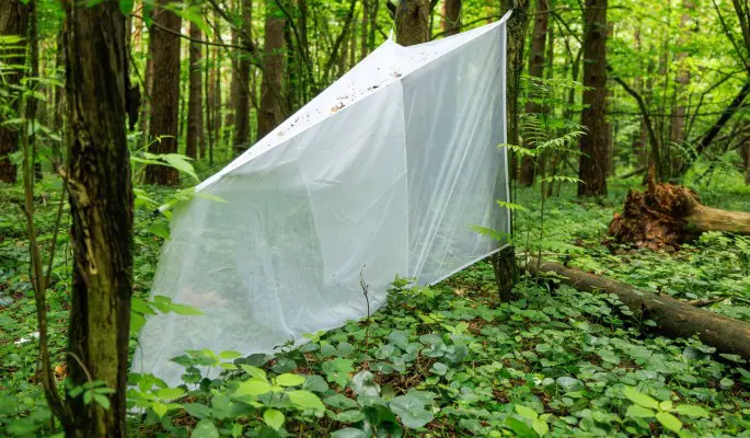 Разнообразие насекомых Лосиного Острова изучают с помощью разных ловушек