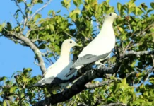 kak i universitet dzhonsa hopkinsa raskryli tajny trihomoniaza-todey-ru-0