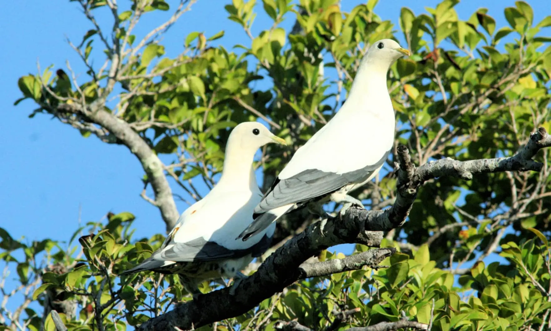 Как Jane M. Carlton и Университет Джонса Хопкинса раскрыли тайны трихомониаза-0