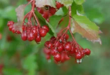 Правильный полив яблони, груши, сливы, вишни, винограда и ягод для щедрого урожая pravilnyj poliv yabloni grushi slivy vishni vinograda i yagod dlya shhedrogo urozhaya-todey-ru-0