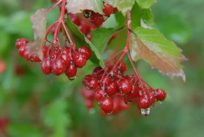 Правильный полив яблони, груши, сливы, вишни, винограда и ягод для щедрого урожая-0