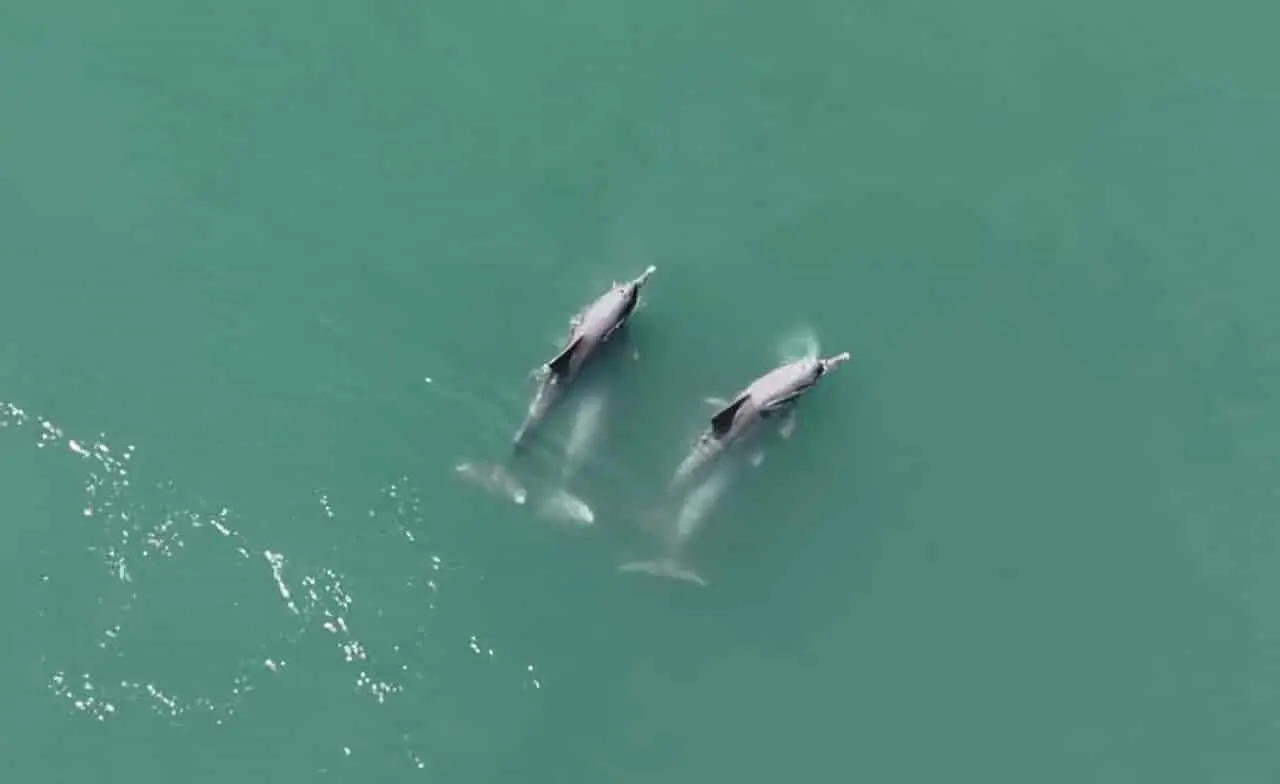 Беспилотник ICAR-CIFT впервые зафиксировал брачный ритуал дельфинов Sousa plumbea в Аравийском море-0