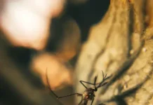 Экспедиция в Мурманск показала, как удалось победить малярию ekspedicziya v murmansk pokazala kak udalos pobedit malyariyu-todey-ru-0