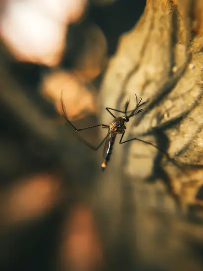 Экспедиция в Мурманск показала, как удалось победить малярию-0