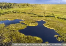 Финляндия и Польша внедряют восстановление болот для укрепления границ finlyandiya i polsha vnedryayut vosstanovlenie bolot dlya ukrepleniya granicz-todey-ru-0