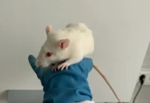 Исследование Института медико-биологических проблем РАН показывает, что MOTS-c защищает мышцы от истощения issledovanie instituta medikobiologicheskih problem ran pokazyvaet chto zashhishhaet myshczy ot istoshheniya-todey-ru-0