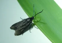 Константин Ефетов и КФУ имени В.И. Вернадского расшифровали феромон Пестрянки Мартина и сделали шаг к защите бамбука konstantin efetov i kfu imeni vi vernadskogo rasshifrovali feromon pestryanki martina i sdelali shag k zashhite bambuka-todey-ru-0