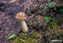 Оксана Васильева и Андрей Петров о легальном сборе грибов без штрафов oksana vasileva i andrej petrov o legalnom sbore gribov bez shtrafov-todey-ru-0