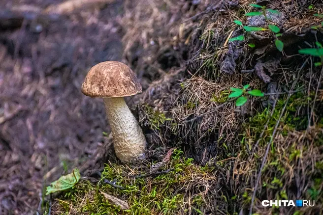 Грибы в заповедниках собирать нельзя | Источник: Олег Фёдоров / CHITA.RU