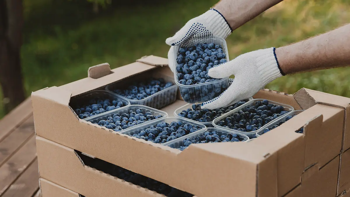 Жительница Подмосковья закрыла кредит с помощью голубики