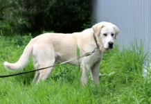 Сергей Лазарев и Анна Щербакова поддерживают праздник животных в ARTPLAY! sergej lazarev i anna shherbakova podderzhivayut prazdnik zhivotnyh v -todey-ru-0