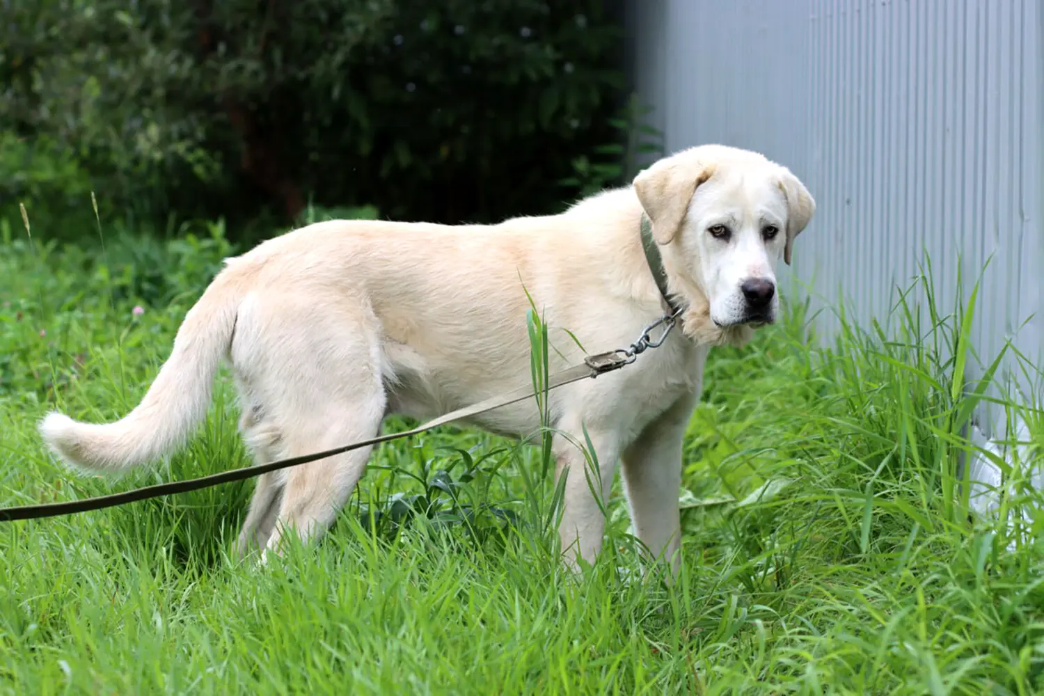 Сергей Лазарев и Анна Щербакова поддерживают праздник животных в ARTPLAY!-0