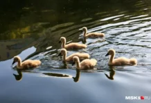 Валерий Саморуков рассказывает о судьбе лебедят с Патриарших прудов valerij samorukov rasskazyvaet o sudbe lebedyat s patriarshih prudov-todey-ru-0