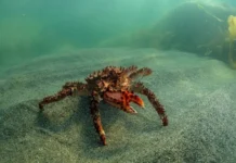 aleksej mirolyubov i spbgu otkryli unikalnoe vliyanie rachkov na krabov-todey-ru-0