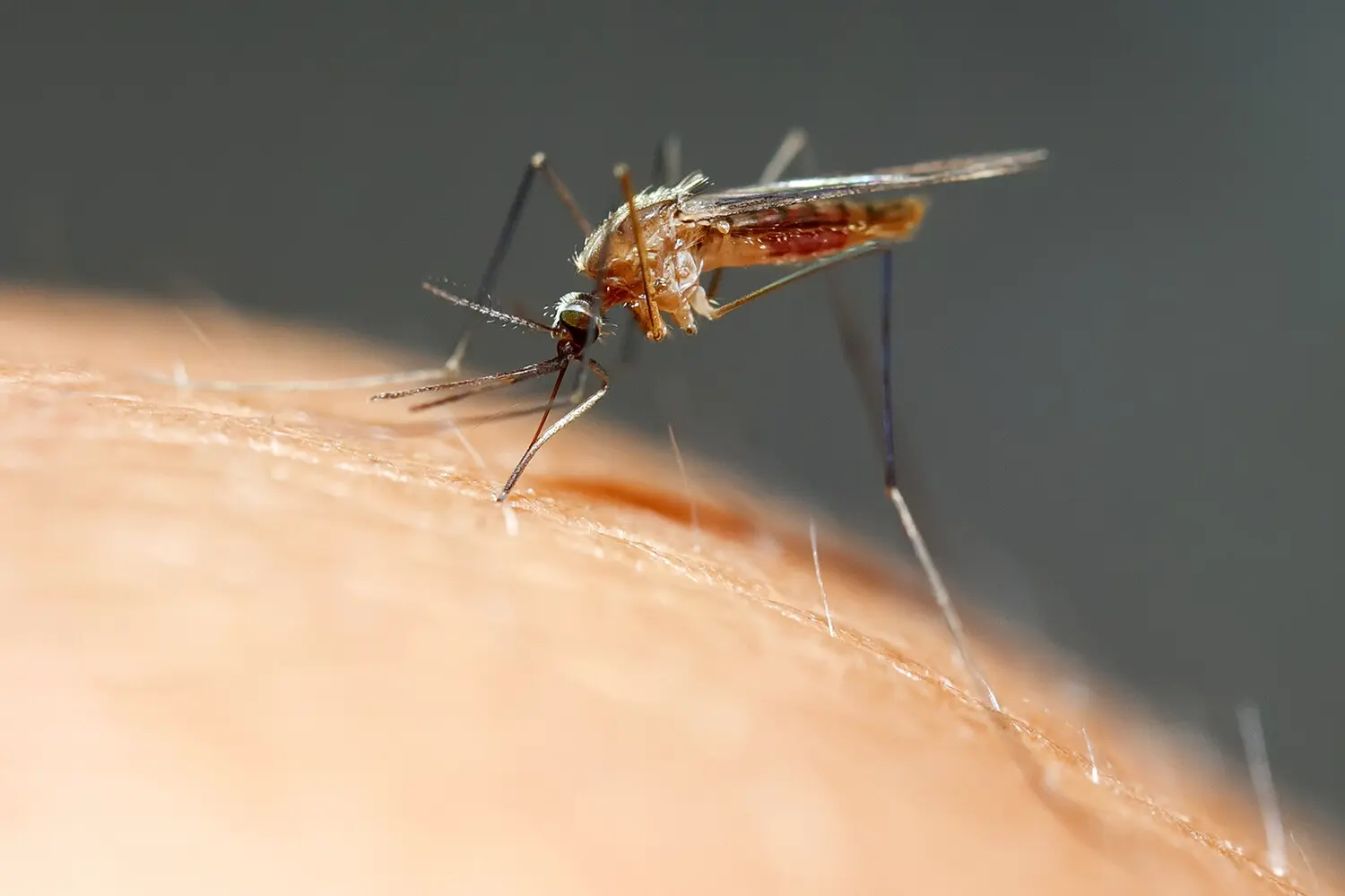 Аттила Трайер открыл защиту от малярии через гены денисовцев и Plasmodium vivax-0