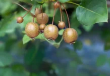 Как уссурийская груша защищает печень от алкогольных угроз kak ussurijskaya grusha zashhishhaet pechen ot alkogolnyh ugroz-todey-ru-0