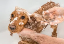 marina tatarenko iz gosudarstvennogo universiteta prosveshheniya podelilas effektivnymi narodnymi sredstvami ot bloh u sobak-todey-ru-0