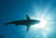 Мария Зюкова о безопасности туризма в Египте с позиций «Турпомощи» mariya zyukova o bezopasnosti turizma v egipte s poziczij turpomoshhi-todey-ru-0