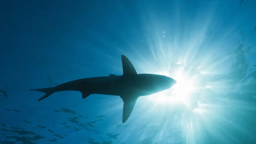 В «Турпомощи» объяснили ситуацию на фоне сообщений об акулах в Египте