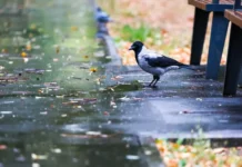 Михаил Леус из «Фобос» сообщает о позитивных изменениях погоды в сентябре 2024 mihail leus iz fobos soobshhaet o pozitivnyh izmeneniyah pogody v sentyabre 2024-todey-ru-0