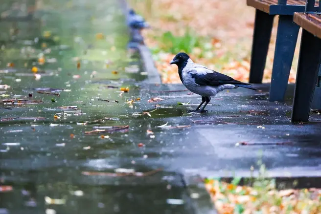 После теплых выходных в Москве резко похолодает | Источник: Артем Устюжанин / MSK1.RU