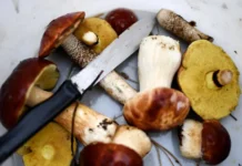 Ольга Степанова отмечает, что сбор грибов на частных землях регулируется КоАП России olga stepanova otmechaet chto sbor gribov na chastnyh zemlyah reguliruetsya koap rossii-todey-ru-0