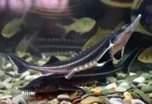 Росрыболовство получит ключ к защите редких рыб благодаря инициативам Госдумы и сенаторов rosrybolovstvo poluchit klyuch k zashhite redkih ryb blagodarya inicziativam gosdumy i senatorov-todey-ru-0