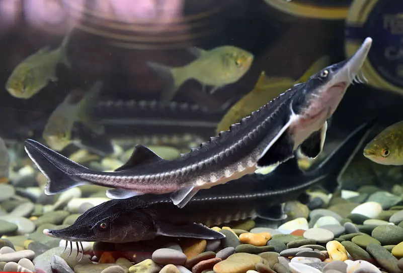 Росрыболовство получит ключ к защите редких рыб благодаря инициативам Госдумы и сенаторов-0