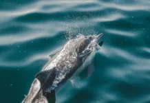 Татьяна Белей обсуждает заботу экспертов и Рыбнадзора о благополучии афалины в реке Бейсуг tatyana belej obsuzhdaet zabotu ekspertov i rybnadzora o blagopoluchii afaliny v reke bejsug-todey-ru-0