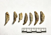 Удивительные находки в Костенках-17 включают нуклеус из бивня мамонта и древние украшения udivitelnye nahodki v kostenkah17 vklyuchayut nukleus iz bivnya mamonta i drevnie ukrasheniya-todey-ru-0