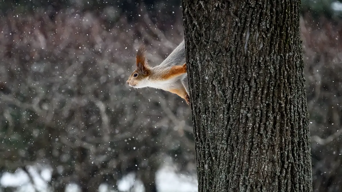 Когда выпадет первый снег в Подмосковье