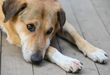 Юлия Рубцова высказалась о скандале в DogTown и надежде на справедливость yuliya rubczova vyskazalas o skandale v i nadezhde na spravedlivost-todey-ru-0