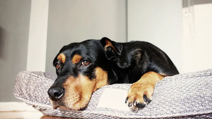 «Известия»: в России намерены расширить список потенциально опасных пород собак