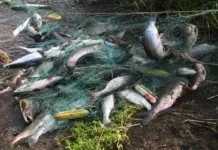 Илья Шестаков и Ассоциация рыбохозяйственных предприятий Приморья предлагают новый подход к вылову сардины иваси и поддержке флота в России ilya shestakov i assocziacziya rybohozyajstvennyh predpriyatij primorya predlagayut novyj podhod k vylovu sardiny ivasi i podderzhke flota v rossii-todey-ru-0