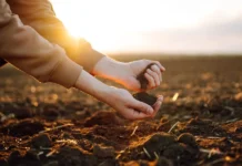 Исследования Школы бионаук Ноттингемского университета и Университета Канзаса о памяти почвы issledovaniya shkoly bionauk nottingemskogo universiteta i universiteta kanzasa o pamyati pochvy-todey-ru-0