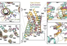 Исследователи МФТИ изучили действие лекарств от астмы на клеточном уровне issledovateli mfti izuchili dejstvie lekarstv ot astmy na kletochnom urovne-todey-ru-0