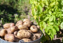 Йоркский университет раскрывает секрет Phytophthora infestans и «картофельного голода» jorkskij universitet raskryvaet sekret i kartofelnogo goloda-todey-ru-0