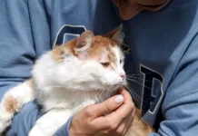 Как стать участником «Пушистого марафона» на mos.ru и подарить дом другу из приюта ТиНАО kak stat uchastnikom pushistogo marafona na i podarit dom drugu iz priyuta tinao-todey-ru-0