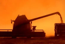 Минсельхоз сообщил о повышении экспортной пошлины на пшеницу и её роли minselhoz soobshhil o povyshenii eksportnoj poshliny na psheniczu i eyo roli-todey-ru-0