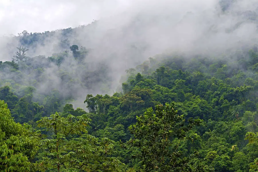 Открытие Тимом Бейкером и Адриан Эскивель-Мюэльберт о росте амазонских деревьев благодаря CO₂-0