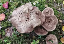 pavel glazkov rasskazal o neobychnom urozhae ezhovika cheshujchatogo na losinyh polyanah-todey-ru-0