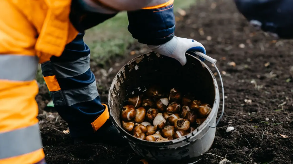 На столичных клумбах начали высаживать тюльпаны