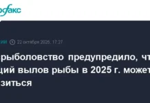 Российский минтай бьёт рекорды! Росрыболовство прогнозирует перспективы на 2025 год rossijskij mintaj byot rekordy rosrybolovstvo prognoziruet perspektivy na 2025 god-todey-ru-0