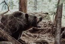 Семья Усольцевых и волонтеры участвуют в необычных приключениях с медведем semya usolczevyh i volontery uchastvuyut v neobychnyh priklyucheniyah s medvedem-todey-ru-0